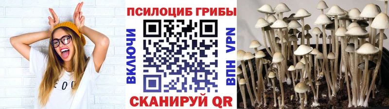 Купить где  Мурино  Псилоцибиновые грибы GOLDEN TEACHER 